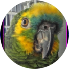 Donald L. Avatar
